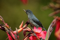 Hackozobec pacificky - Diglossa plumbea - Slaty flowerpiercer 8514